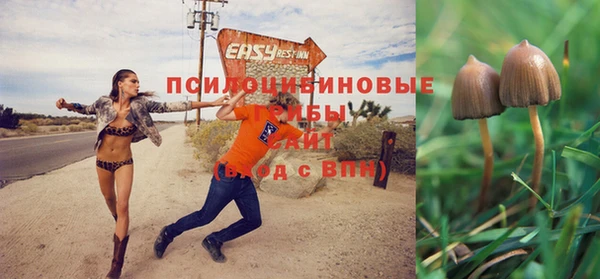 ПСИЛОЦИБИНОВЫЕ ГРИБЫ Алексин